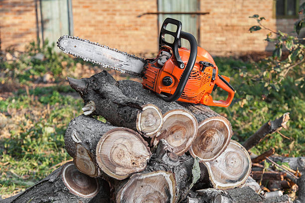 The Steps Involved in Our Tree Care Process in Shokan, NY